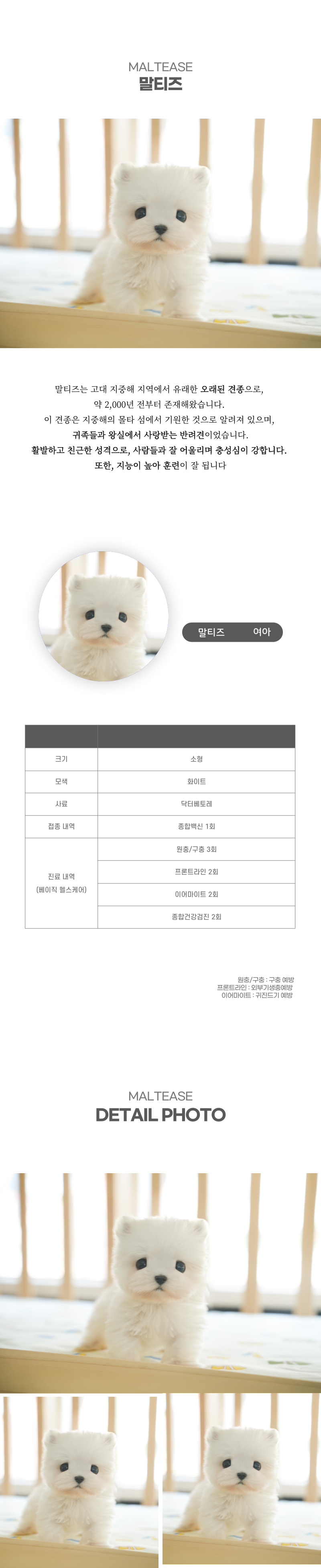 말티즈_상세이미지_2